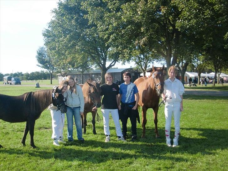 Islænder Náttfreyja f. Dyssemosen - Himmelhest billede 9