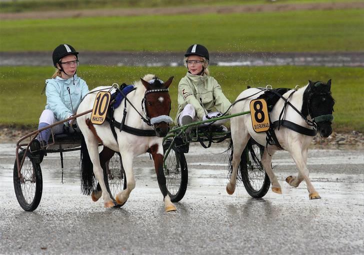 Shetlænder smilla *gamle part* <3 - har lige været til dm i sulky! vandt ikke;-( men slog min rekord<3 billede 3