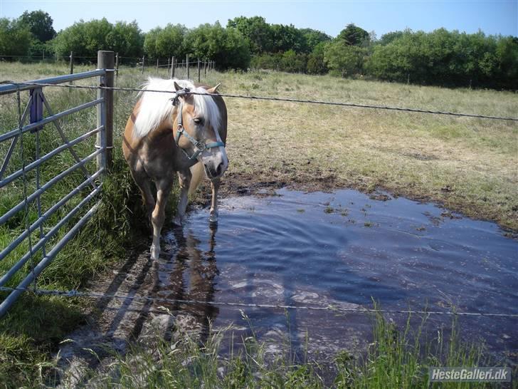 Haflinger Nissan *solgt* - På fold billede 2