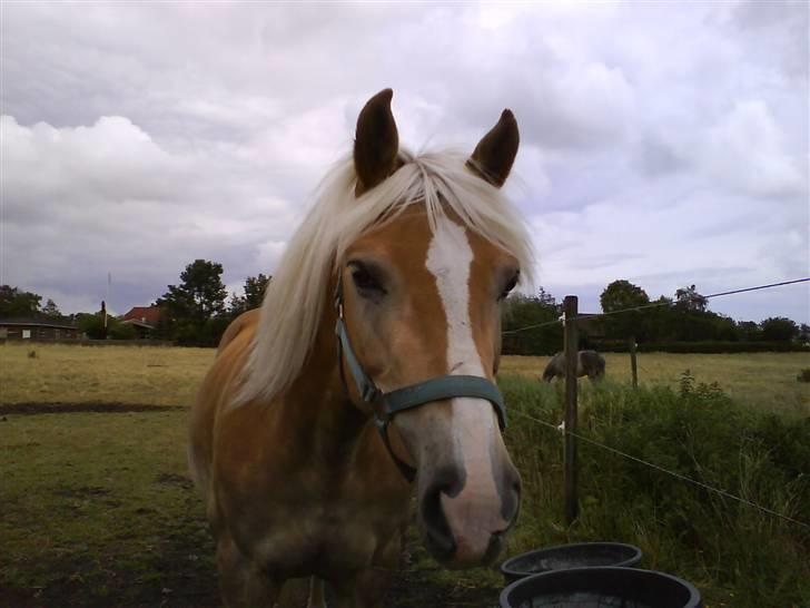 Haflinger Nissan *solgt* - på fold billede 3