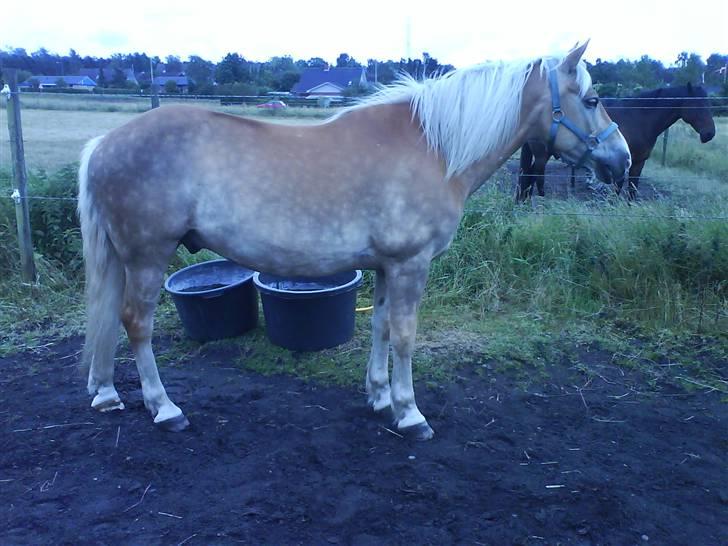 Haflinger Nissan *solgt* - På fold billede 4