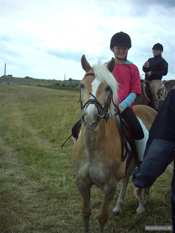 Haflinger Nissan *solgt* - Ridelejeren billede 5