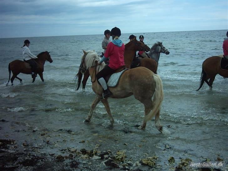 Haflinger Nissan *solgt* - Ridelejeren billede 6