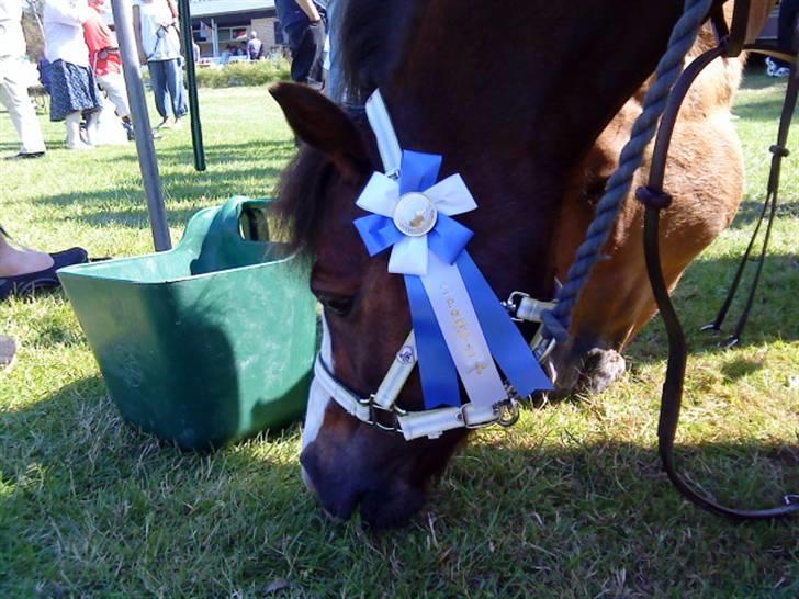 Welsh Mountain (sec A) Mosedalens Kiro-BasseMand - Himmelhest billede 10