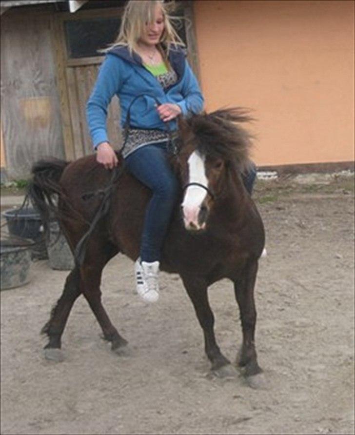 Welsh Mountain (sec A) Mosedalens Kiro-BasseMand - Himmelhest billede 11