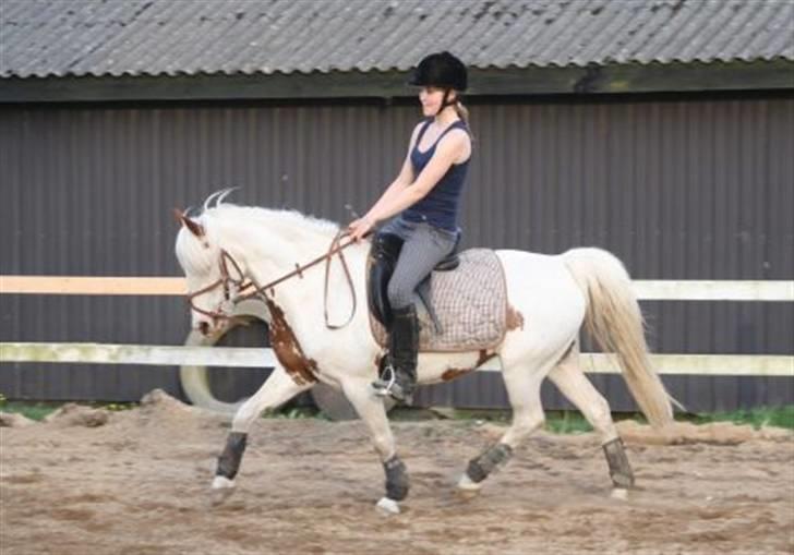 Pinto Ramone #Solgt# - Velkommen til Ramones Profil:o) billede 1