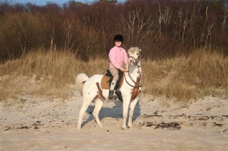 Pinto Ramone #Solgt# - ramone og jeg på strande billede 5