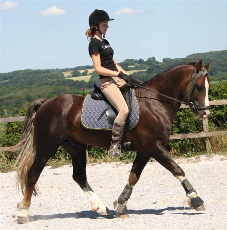 Welsh Cob (sec D) Prince T - Gammel Part <3 - Mig og Prince på banen. Ned med højre hånd Maja, tilbage med skuldrene og frem med tærene.. xD billede 14
