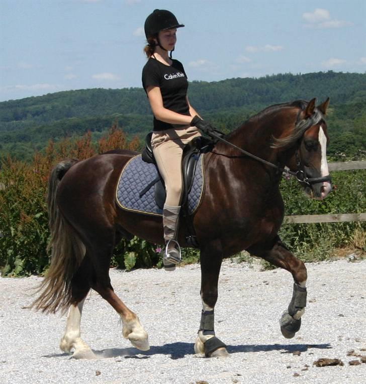 Welsh Cob (sec D) Prince T - Gammel Part <3 - Mig og Prince. Samme fejl fra min side ;) billede 15