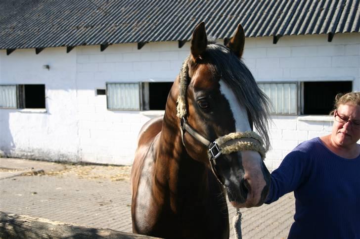 Welsh Cob (sec D) Prince T - Gammel Part <3 - Hold kæft hvor er han lækker. billede 16