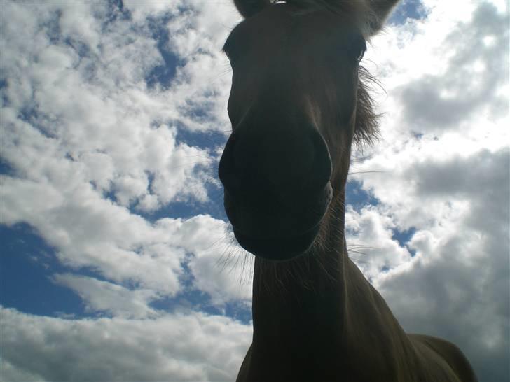 Anden særlig race Spirit billede 9