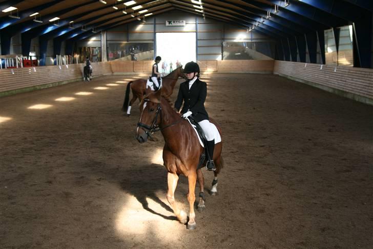 Oldenborg TICHO(passer) - hej og velkommen til min pofil vrinsker<333 billede 1