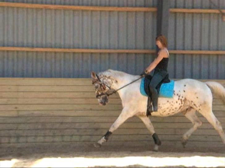 Appaloosa Dutch - Nyt billede 19