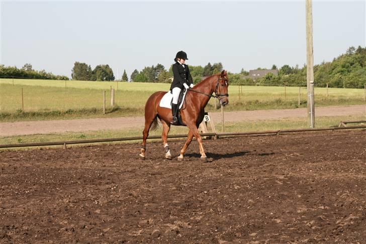 Oldenborg TICHO(passer) - volte<33 billede 3