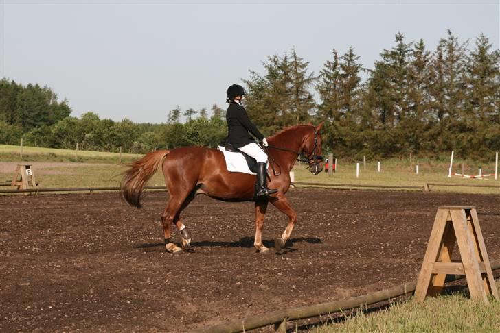 Oldenborg TICHO(passer) - er ved at ride ud af voldten<33 billede 4