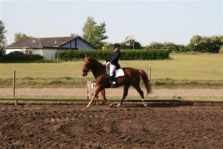 Oldenborg TICHO(passer) - slog op med hovdet<33 billede 5