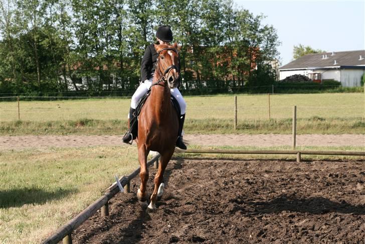 Oldenborg TICHO(passer) - andspring slog han op med hovdet<333 thii  billede 6