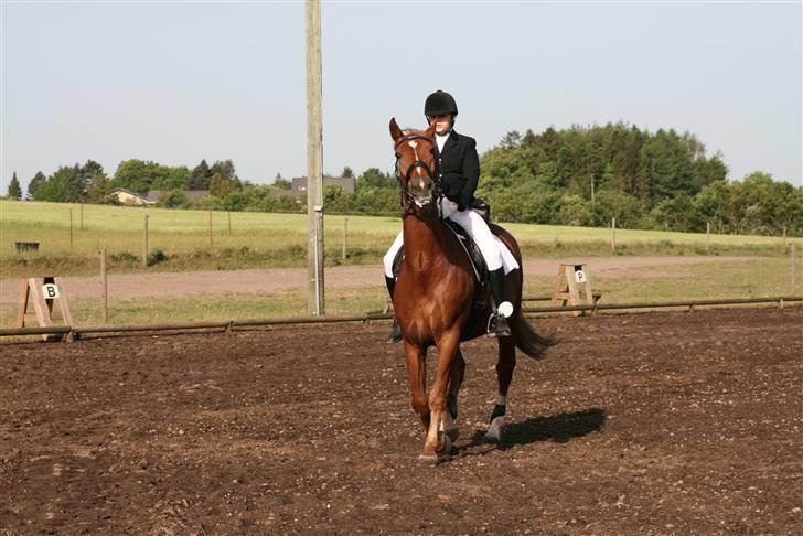 Oldenborg TICHO(passer) - der går han måske ikke lige så godt8D billede 7