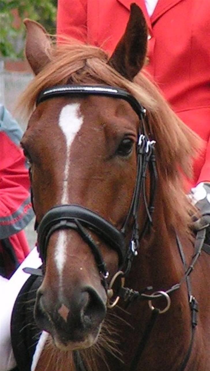 Oldenborg TICHO(passer) - Ticho billede 9