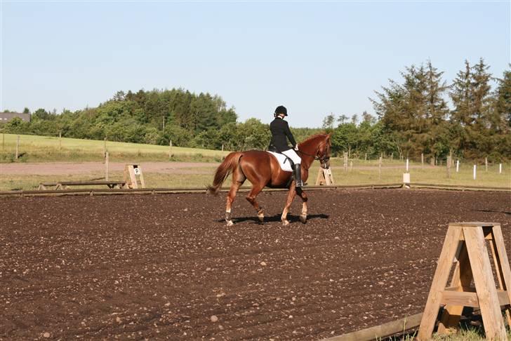 Oldenborg TICHO(passer) - tænk på at det var vores første stævne<333 hade altså kun redet ham tre dage inden fordi min ejen hest hostede<33 men det var rat fedt at ride på ham<333 min lille skath8D<33 billede 10