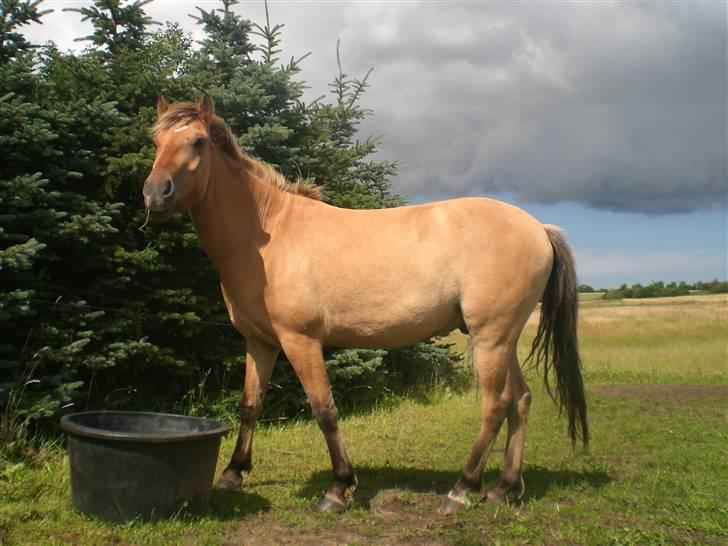 Anden særlig race Spirit billede 10