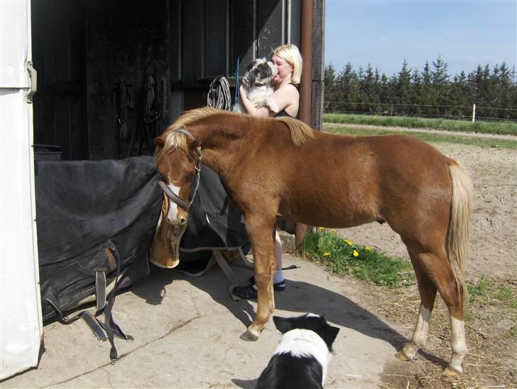 Welsh Pony (sec B) Bjerregårds Fighter(Solgt billede 9