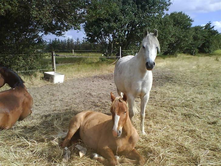 Welsh Pony (sec B) Bjerregårds Fighter(Solgt billede 10