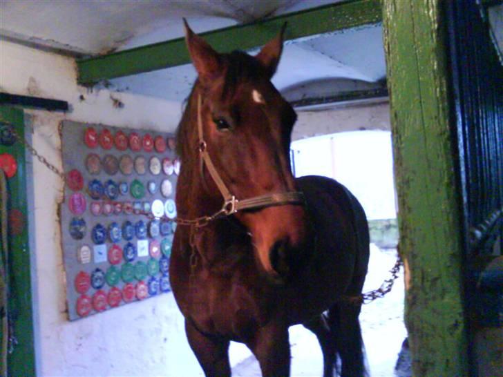 Holstener Livingstone, miss you :'( - Velkommen til Livingstone´s profil :), billede 1