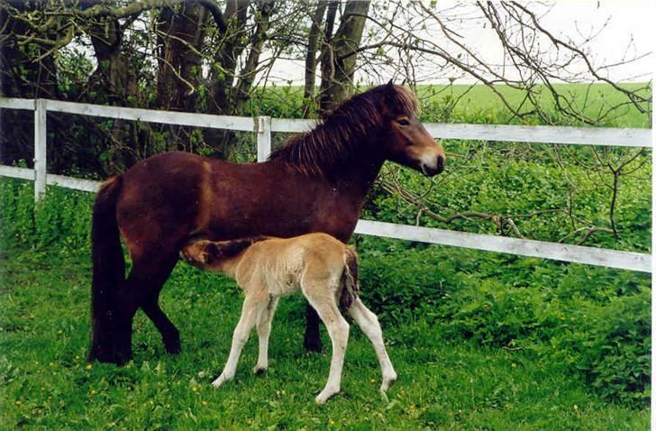 Islænder Væna fra Kratholm - baby Væna ...kun 10 timer gammel billede 1