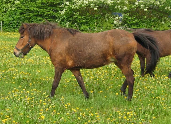 Islænder Væna fra Kratholm - Væna 2006 billede 2