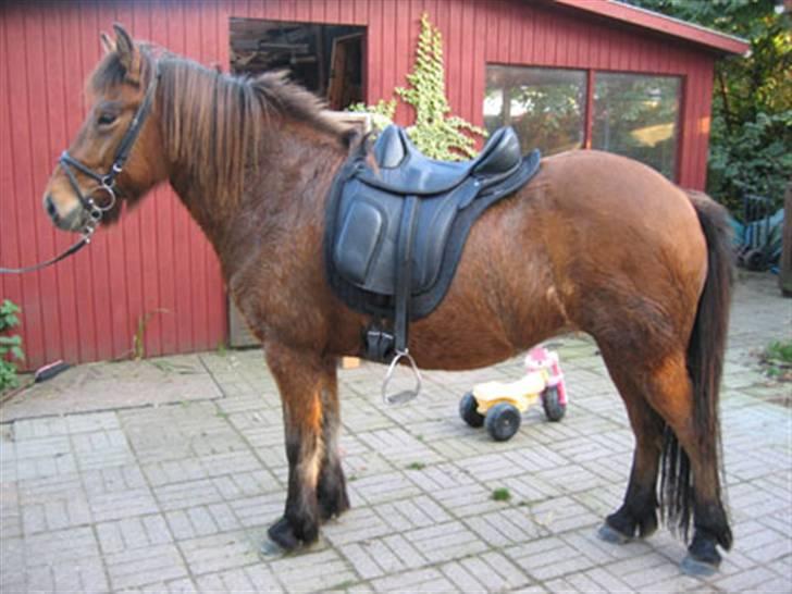 Islænder Væna fra Kratholm - Væna med bomløs Barefoot London billede 3