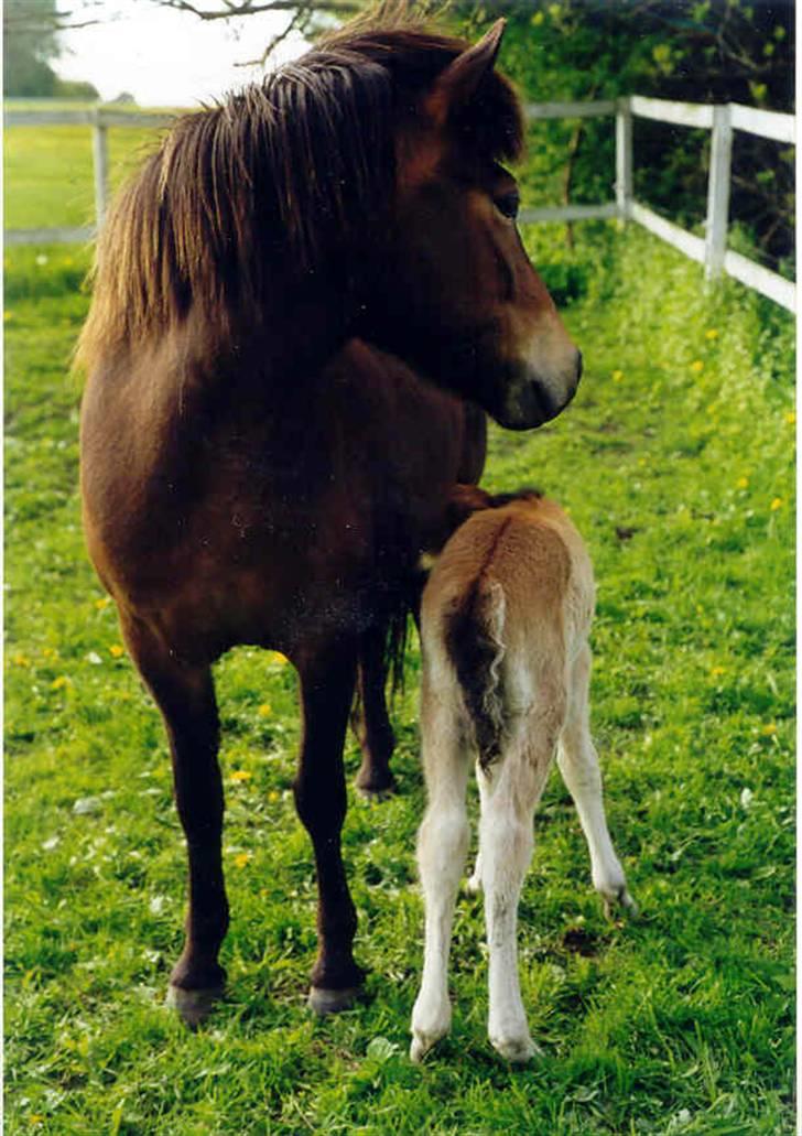 Islænder Væna fra Kratholm - Baby Væna...nårrrh billede 4