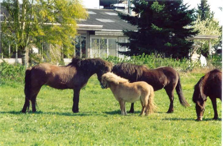 Islænder Væna fra Kratholm - Væna og de andre 2004 billede 5
