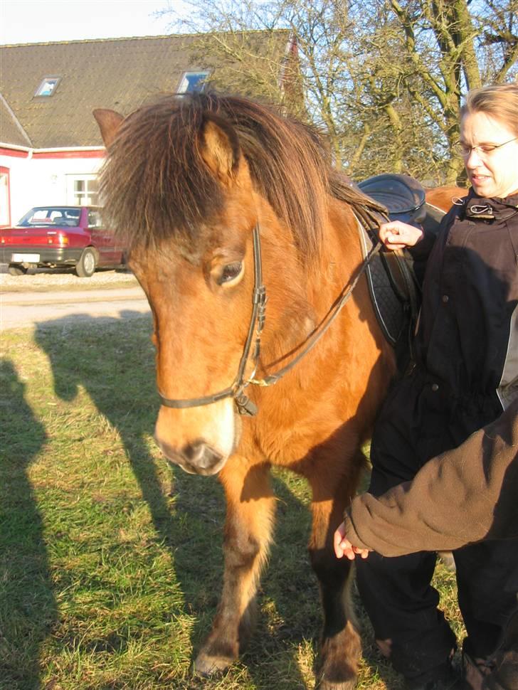 Islænder Væna fra Kratholm - Februar 2006 billede 6