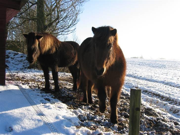 Islænder Væna fra Kratholm - december 2004 billede 7