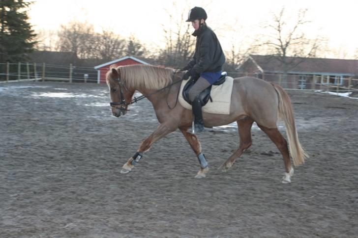 Anden særlig race Prince Charming billede 8