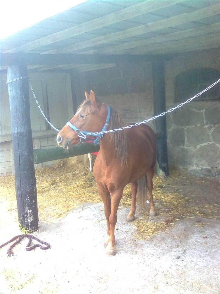 New Forest Matilte<3*solgt :'( * - Matilte på Nykøbing falster travbane til venskabsløb ;D billede 12
