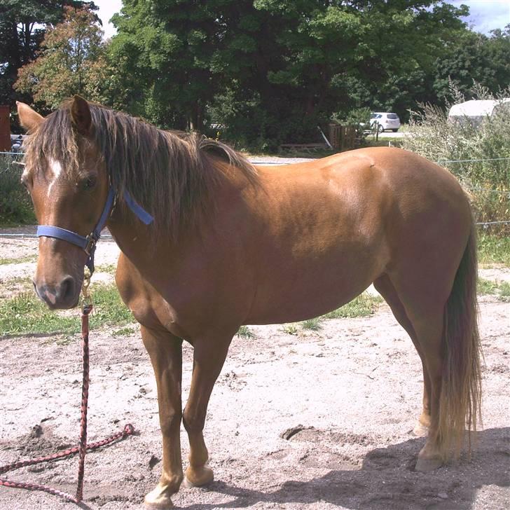 New Forest Matilte<3*solgt :'( * - Smukt hun har benet sat sjovt:P<3 billede 13