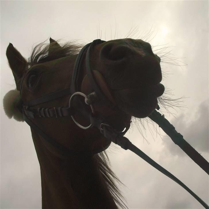 New Forest Matilte<3*solgt :'( * - Smukke Matilte<3 billede 14