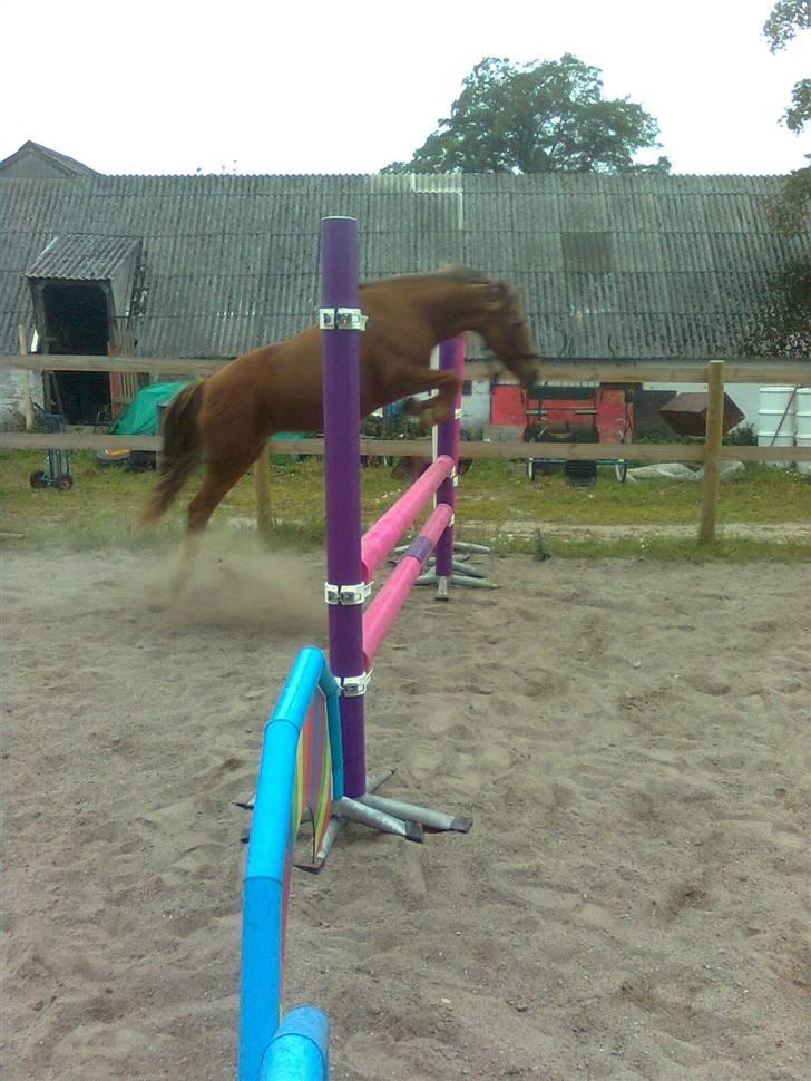 New Forest Matilte<3*solgt :'( * - Matile den lille løsspringer, ca. 1m ;ii  billede 15