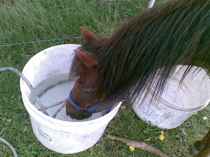 New Forest Matilte<3*solgt :'( * - Matilte drikker lidt d; billede 16