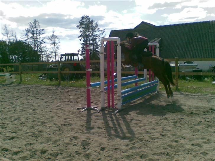 New Forest Matilte<3*solgt :'( * - min nuttede springpony<33 billede 17