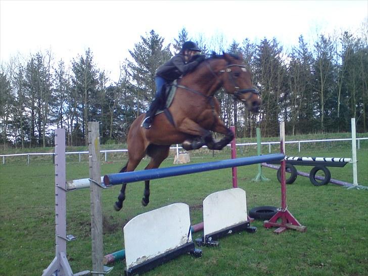 Dansk Varmblod Cecilia - 155 cm .  Rens billede 6