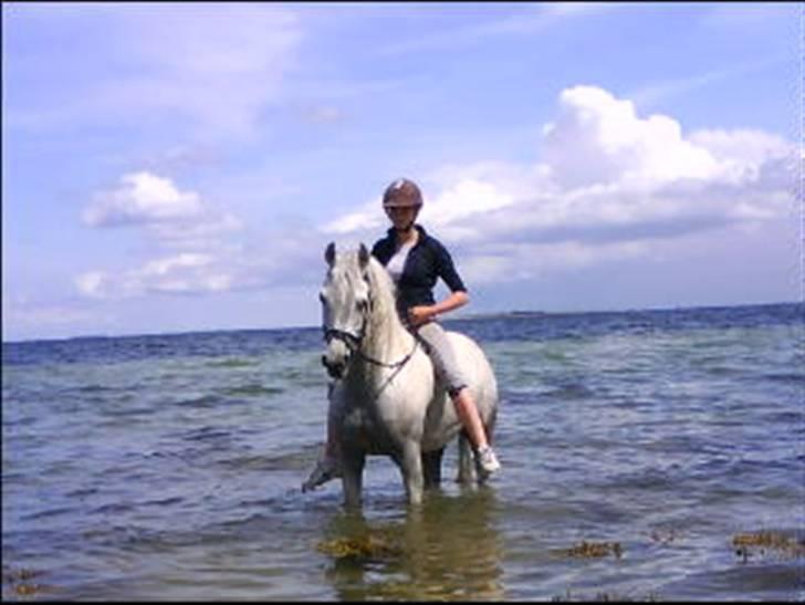Arabisk fuldblod (OX) Wadi Washir ox SOLGT - strandtur jens tog billeder :)  billede 11