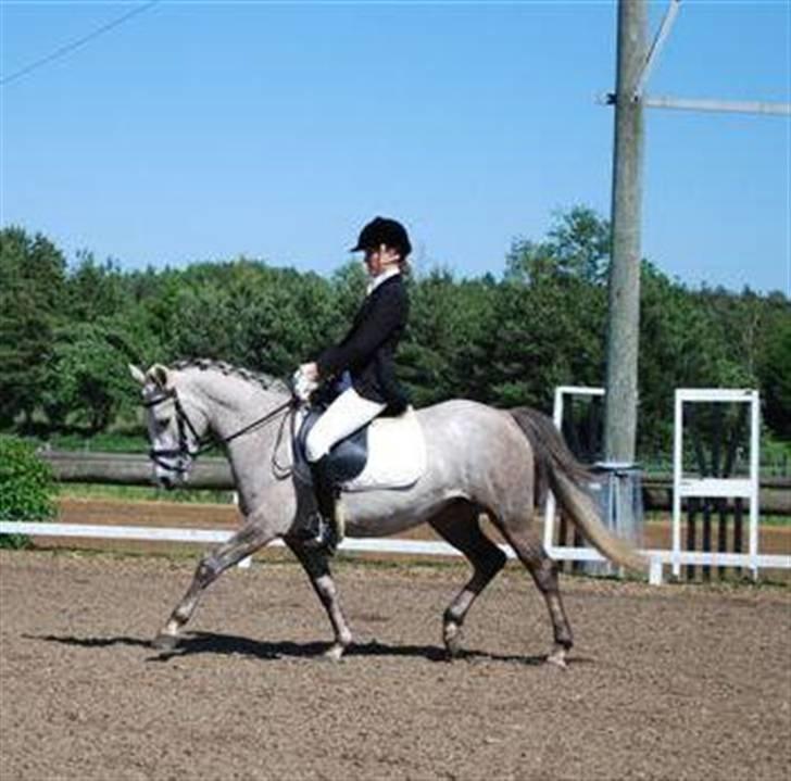 Connemara Canella - canella på hendes sygefold.  billede 9