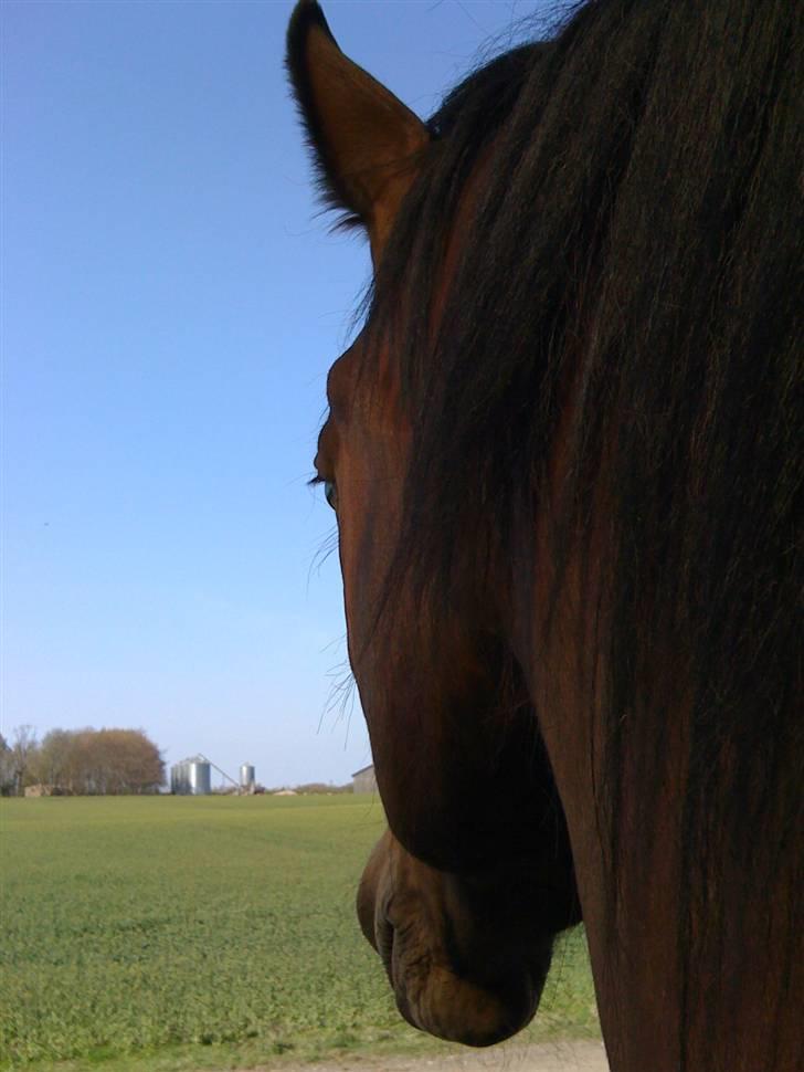 Anden særlig race Tarok  - Foto: Amalie. billede 9