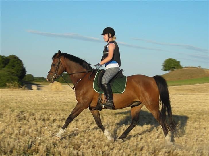 DSP schmeichel af svanegården - på marken sommeren 2008 . taget af Amulle billede 12