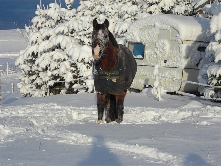 DSP schmeichel af svanegården - December 2009 billede 13