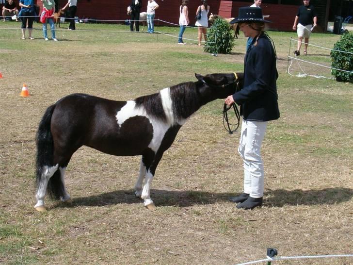 Dansk Miniature Pippi Langstrømpe - Pippi 2008 bebømmes i NON AMHA senior mares billede 12