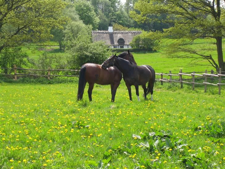 Oldenborg Canny Kikmose billede 6